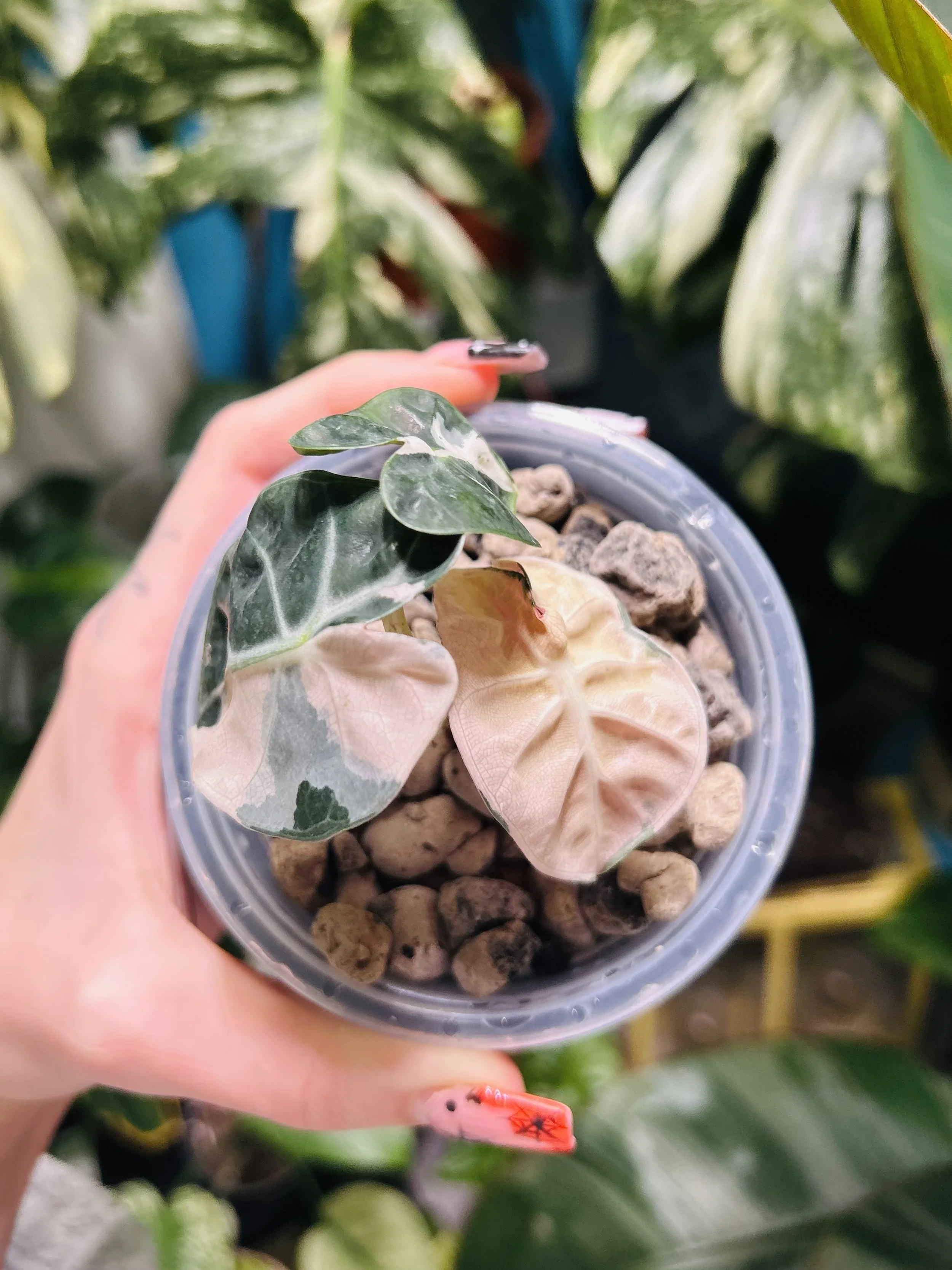 Alocasia Pink Bambino (Corm only) — Savage Tropics